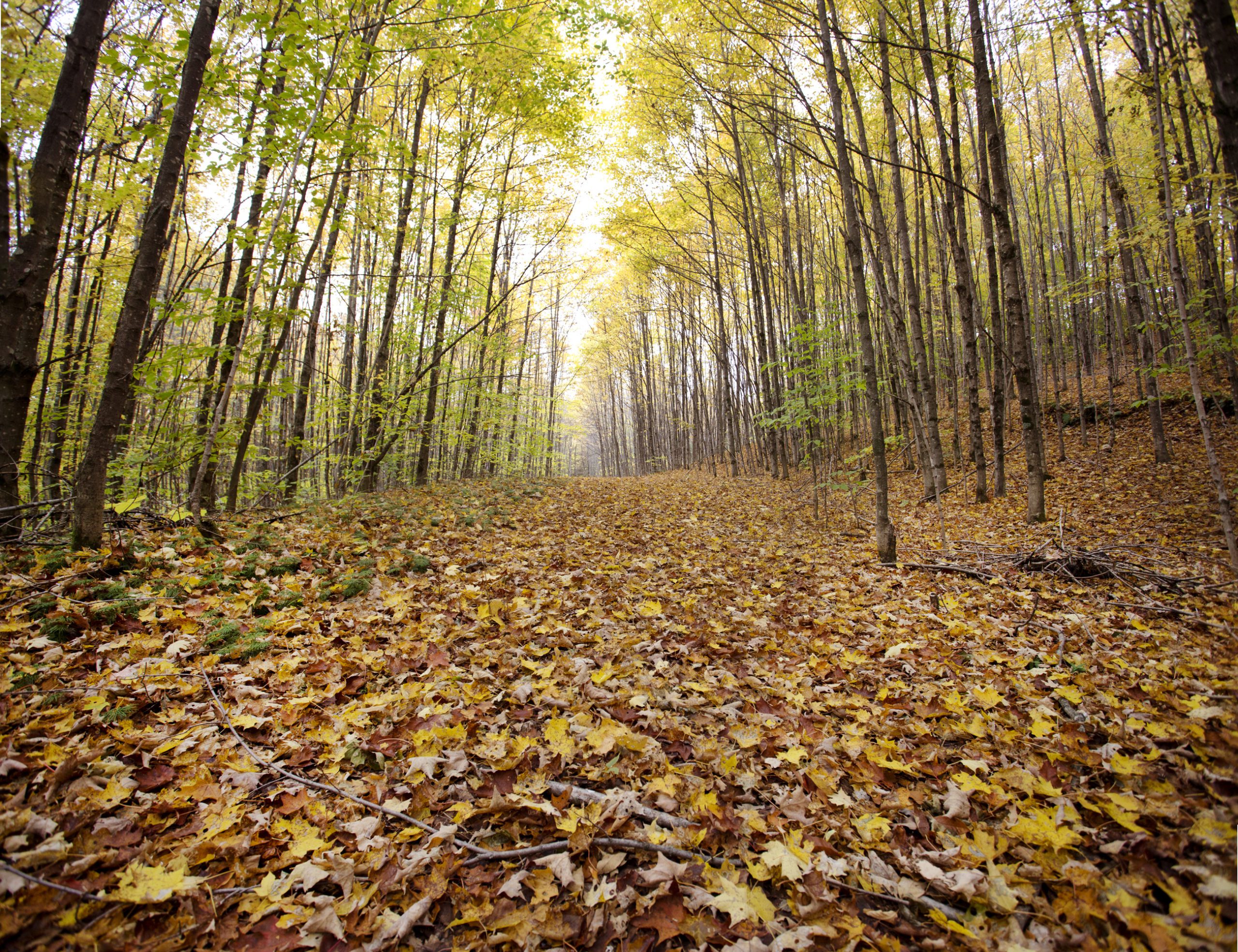 Unique Collaboration Broadens Access To Outdoors Vermont Land Trust