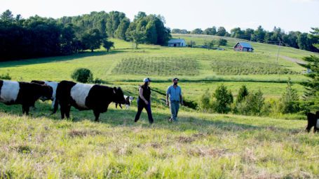 Man and woman farmers walking in field with cows.