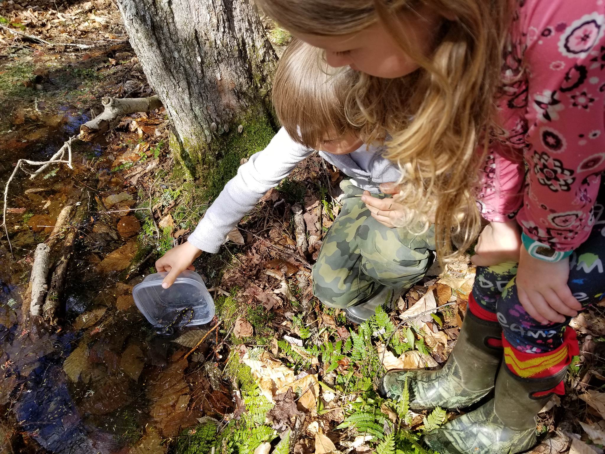 Protect Vernal Pools With Good Forest Management - Vermont Land Trust