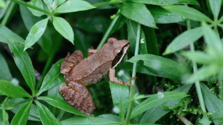 wood frog on green foliage