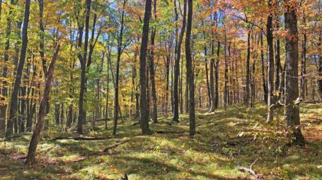 interior woodland in fall