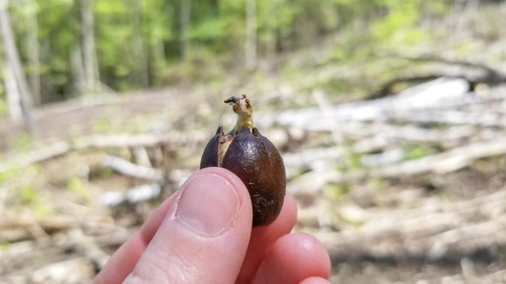 hand holding a spouting acorn about to planted