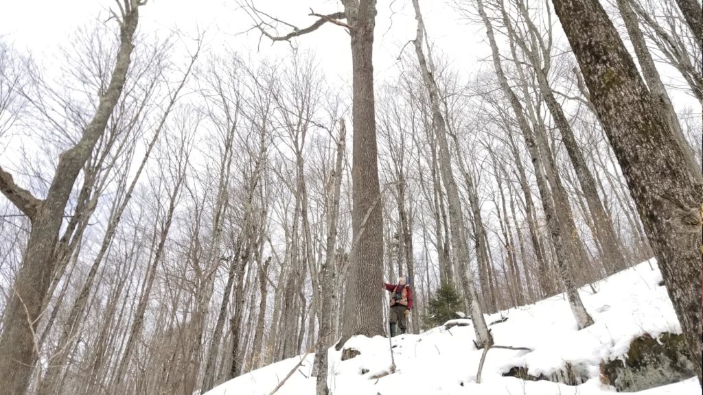 man standing next to a large ash tree in winter woods