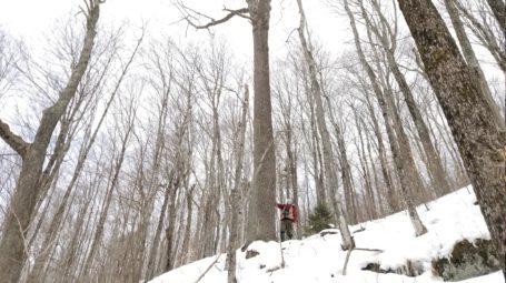 Jerusalem Skyline forest, Starksboro - David McMath and ash tree