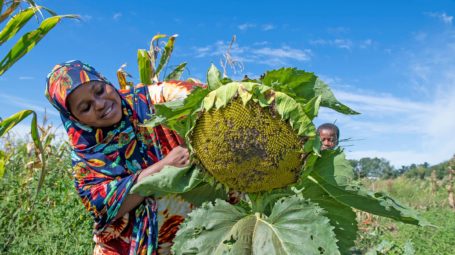 New American woman at Pine Island Community Farm looking at a giant sunflower in the community gardens