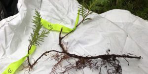 root of cedar showing new growth in two places