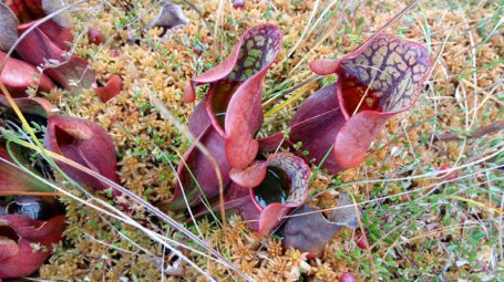 Pitcher plants