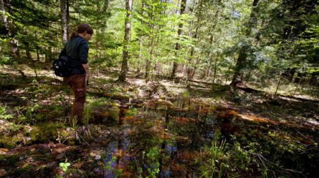 woman walking near a vernal pool