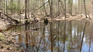 vernal pool in forest