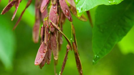 white ash seeds handing in cluster up close