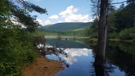 wetland and trees with hills and sky