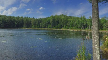 view of large pond, wetland complex with woods on opposite short - vermont