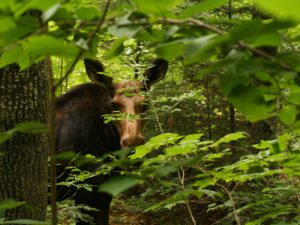 moose seen peering through leaves in the forest - Vermont - wildlife, forest, climate