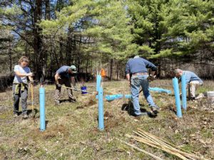 Group of volunteers planting shrubs for birds in former pasture, in Brattleboro, Vermont