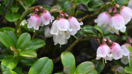 mountain cranberry with pink flowers