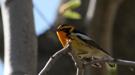 bird sitting on branch