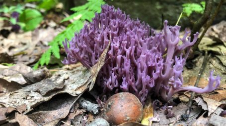 purple mushroom