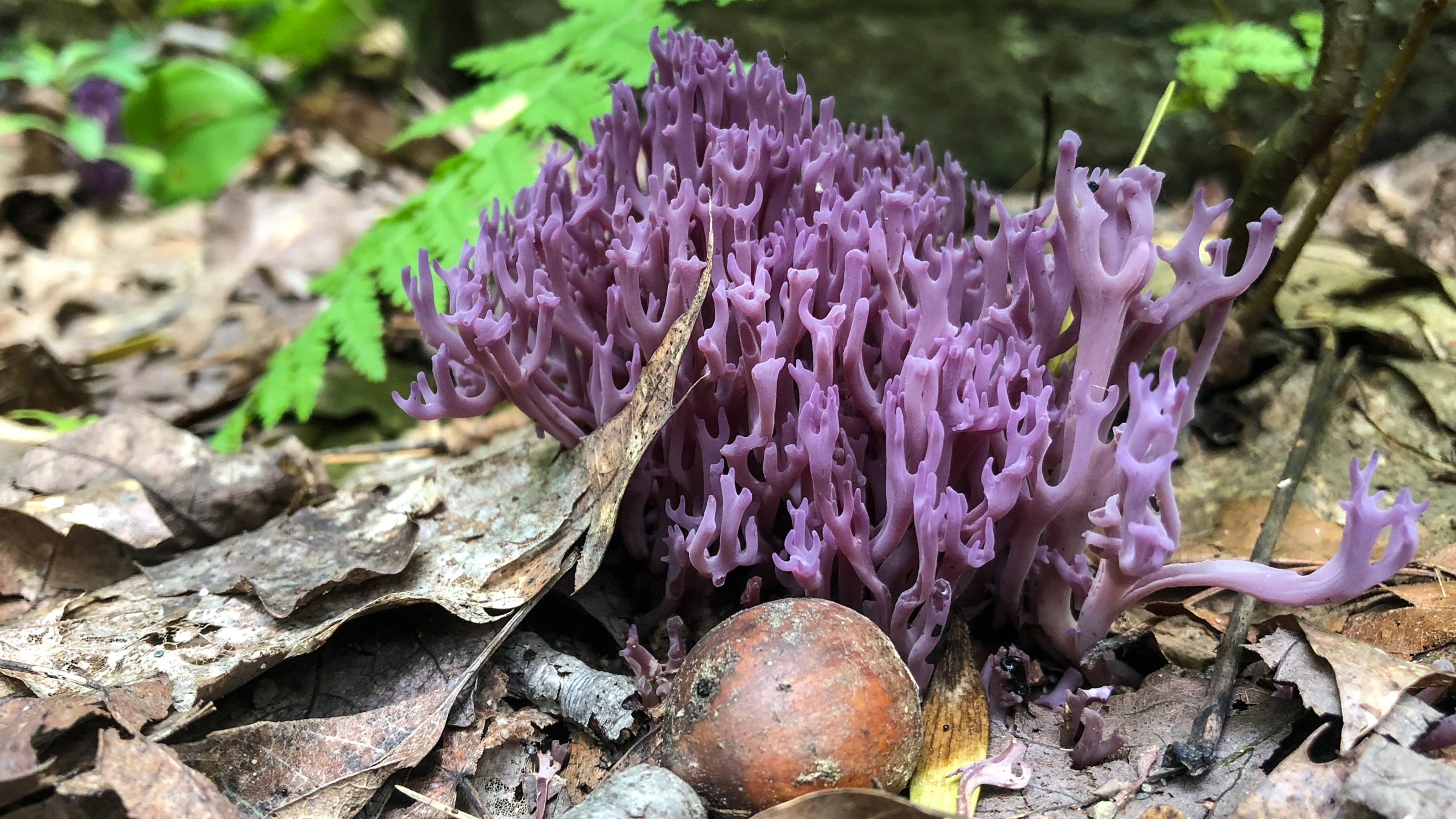 Mushrooms you might find in a Vermont forest