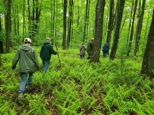 Five adults walking through green forest with ferns growing on the ground - Matsiner - Danville-Vermont - Fairbanks Museum Nature Preserve at the Matsinger Forest