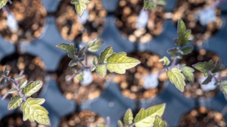 tomato seedlings