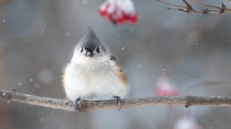 tufted titmouse, a common winter bird in Vemront, perched on a snowy branch looking at camera