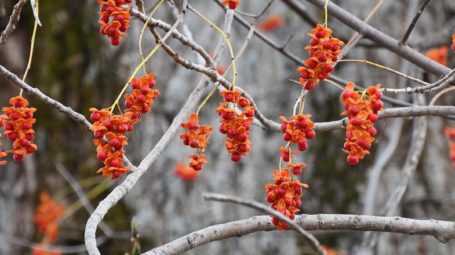 Orange-red American Bittersweet clusters