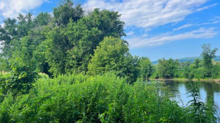 Lush green trees and bushes alongside a river with trees, farm fields, and hills on the other side of the water. Weybridge Vermont. Otter Creek.