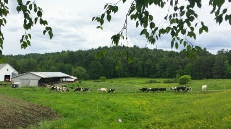 cows grazing in field