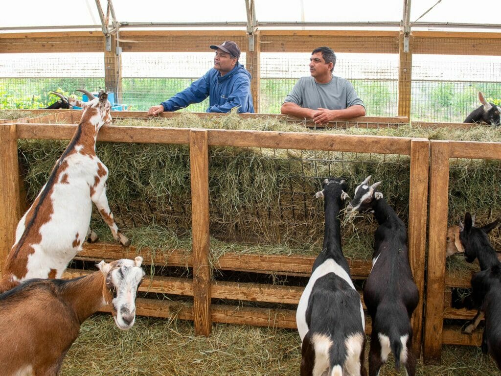 Two men at Dhaurali Goats in Colchester