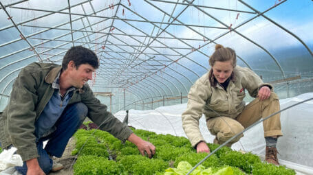 Man and woman farming in hoop-house -tending to lettuce in the field. Glinnis Hill Farm, Berlin Vermont