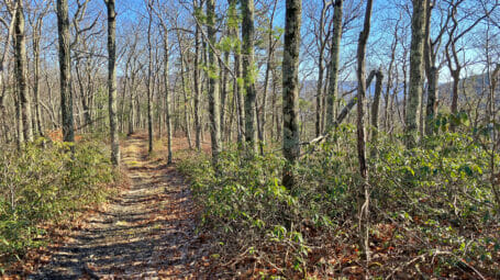 Sunny day at mountain summit with logging trail - Pownal town forest