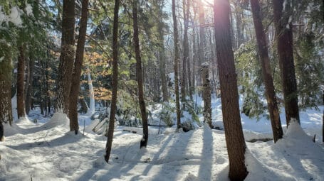 low sun shining through hemlock tree in vermont forest