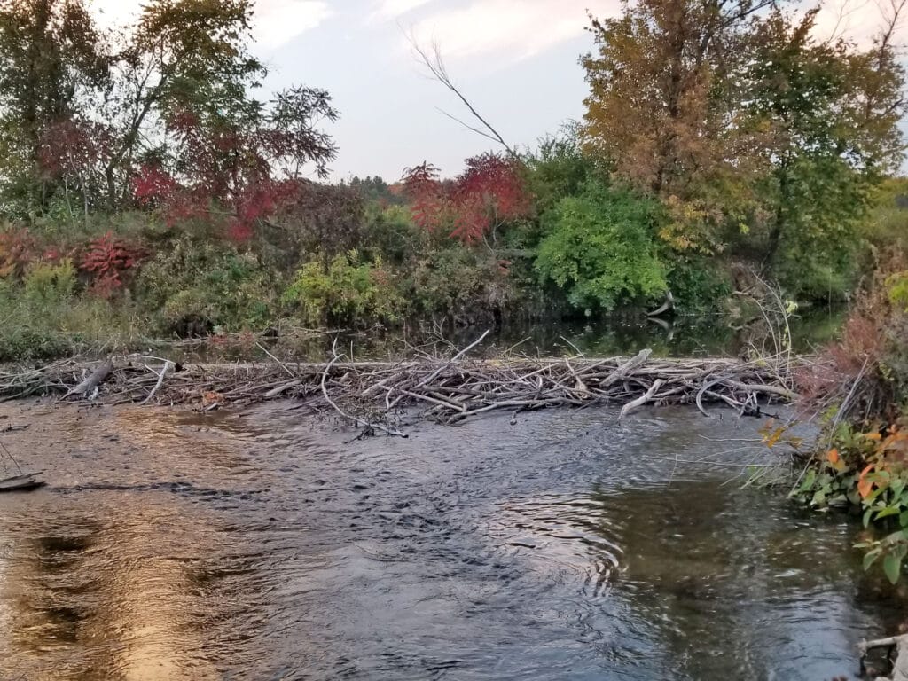 a stream with water flow redirected around a beaver dam. Vermont restoration