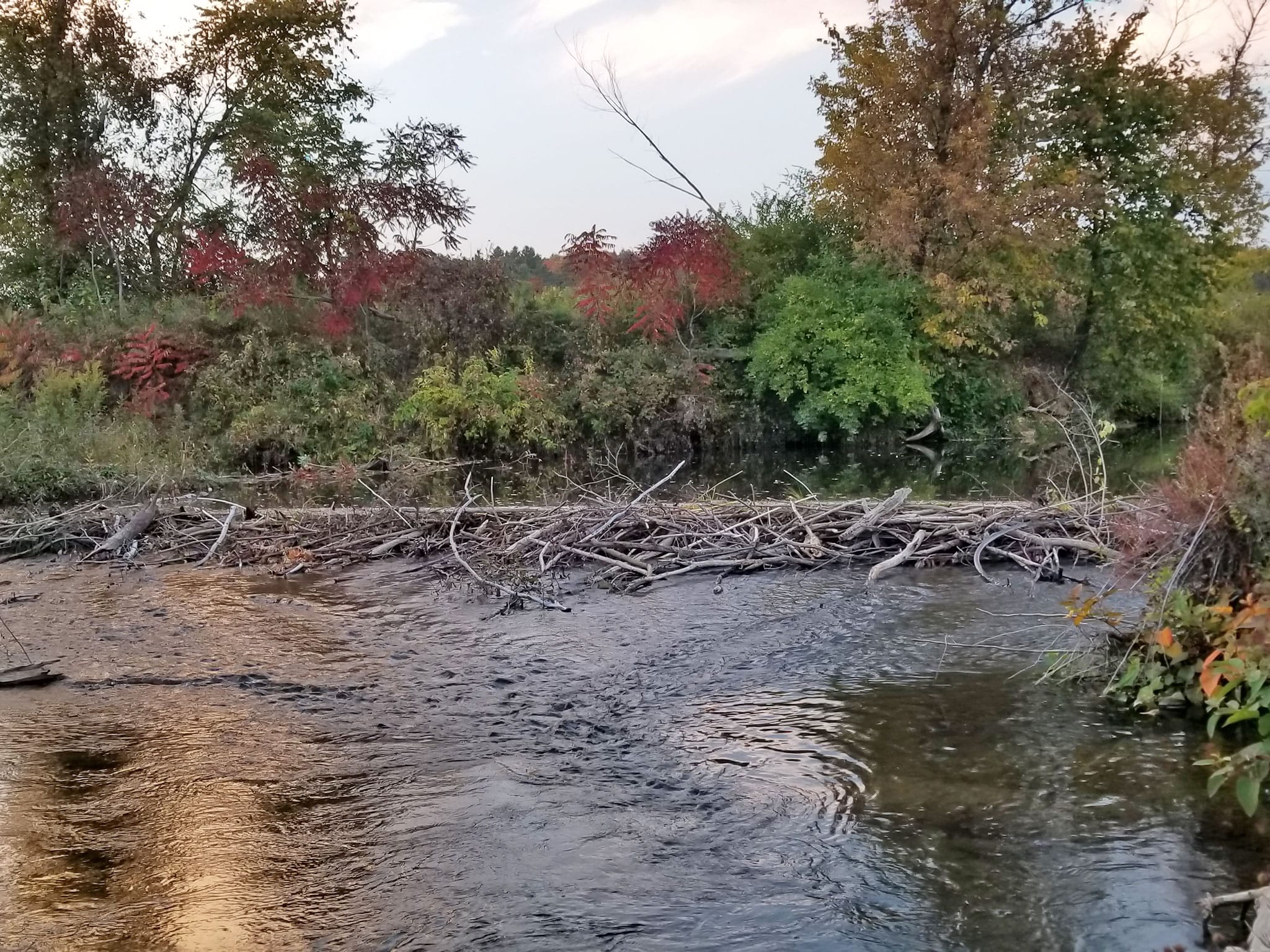 a stream with water flow redirected around a beaver dam. Vermont restoration