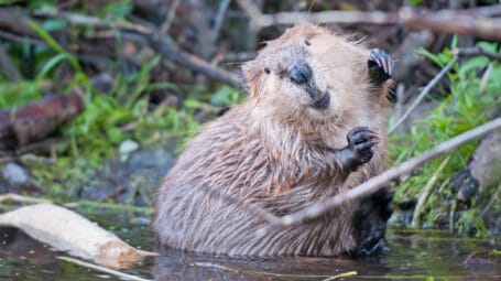 beaver peeking out of water in a pond