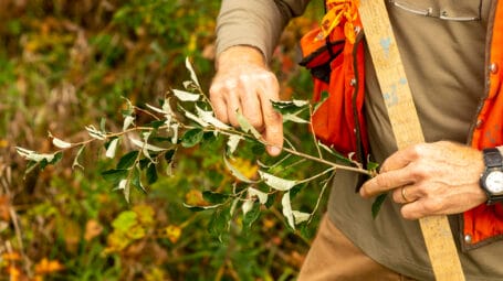 hands holding twig of an invasive plant _King-Farm-Woodstock-Vermont