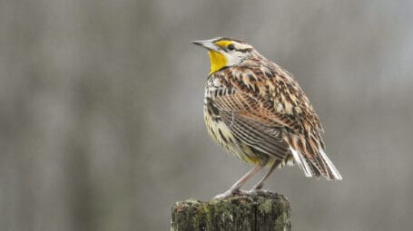 Eastern meadowlark. Grassland bird.