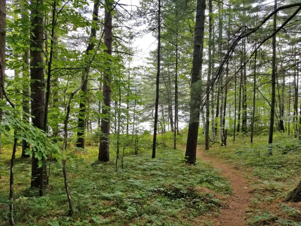 woods with pine-needle cover trail leading to pond. Island Pond Brighton Vermont 