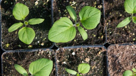 veggie starts in a growing tray. vermont farm