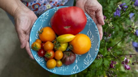 Hands holding a bowl of ripe tomatoes