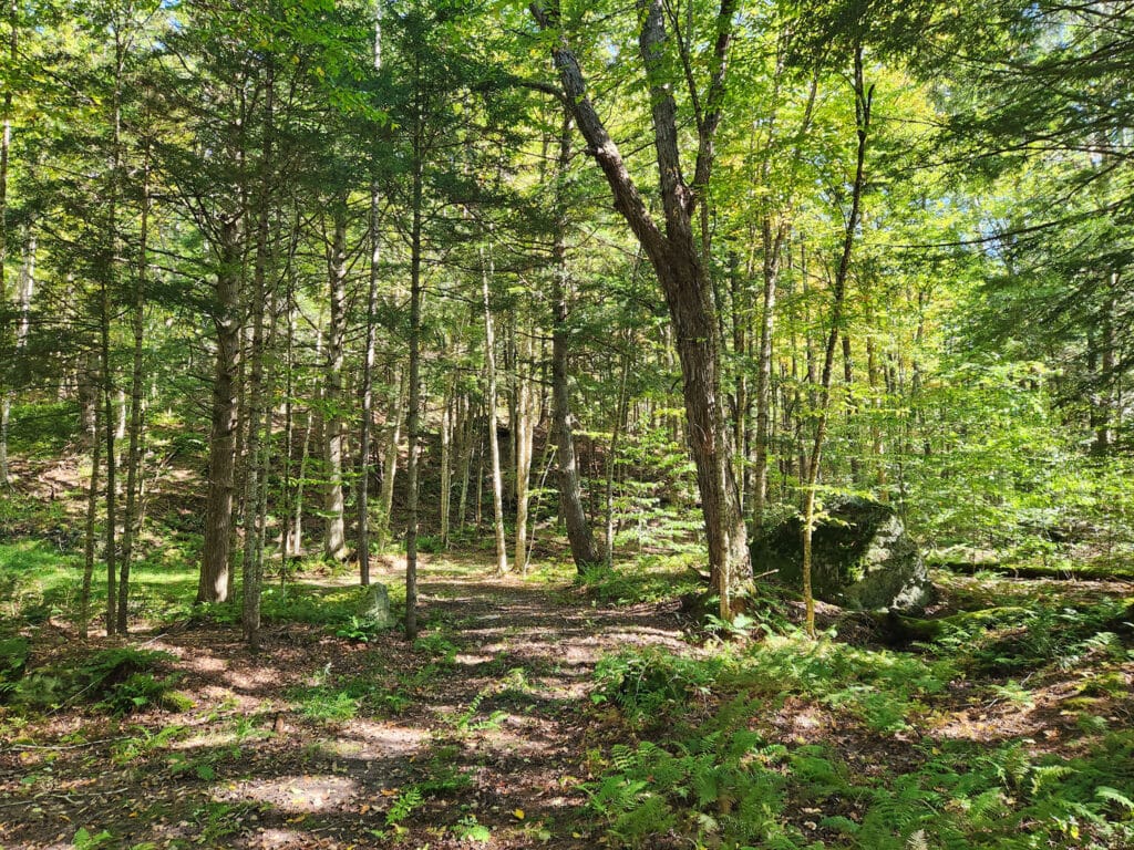 View of shady forest with some rocks on the right. Montgomery Vermont