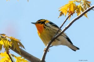 Blackburnian warbler perched on tree branch