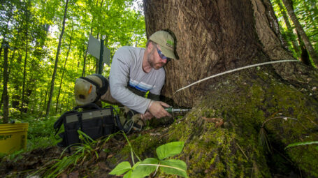 A man measures the base of an ash tree