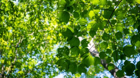 view of sun-dappled leaves in forest canopy. Rochford Vermont