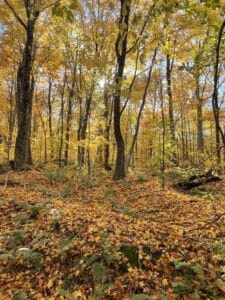 Forest floor in fall, littered with yellow leaves