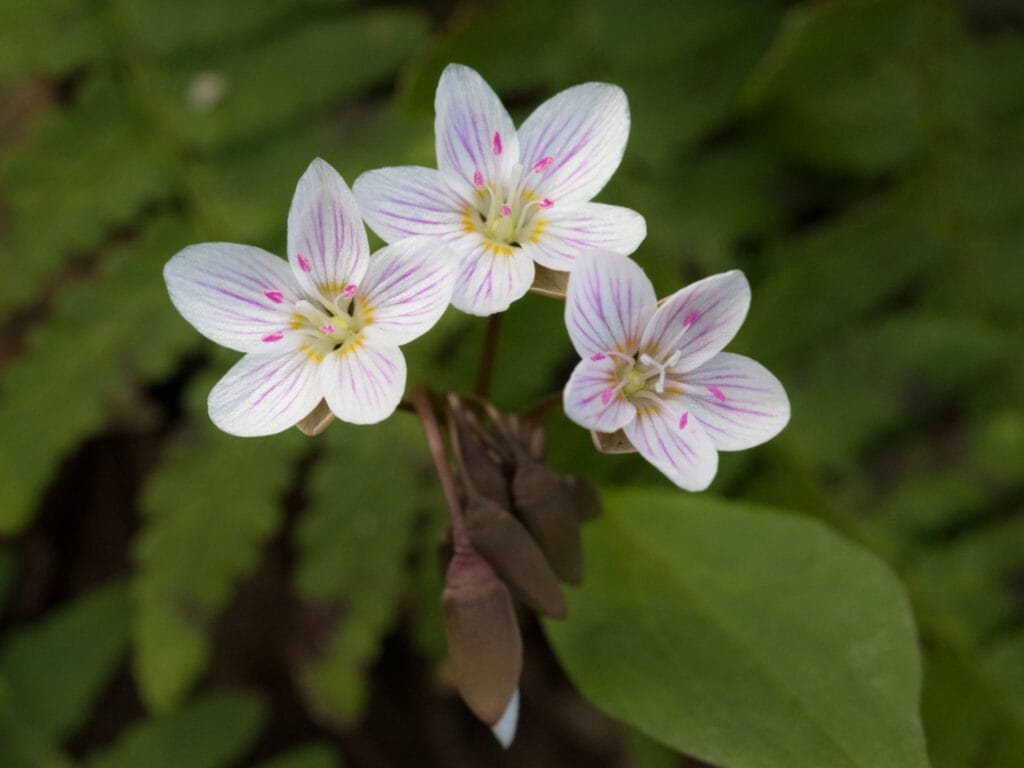 close up of three small pink and white wildflowers in the forest