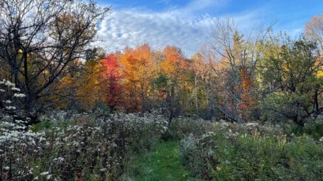 View of Pratt Refuge meadow with forest fall foliage beyond