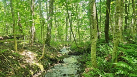 Forest with stream flowing through it and ferns on the right bank. Belvidere, Eden, Vermont. northern Gen Mountains