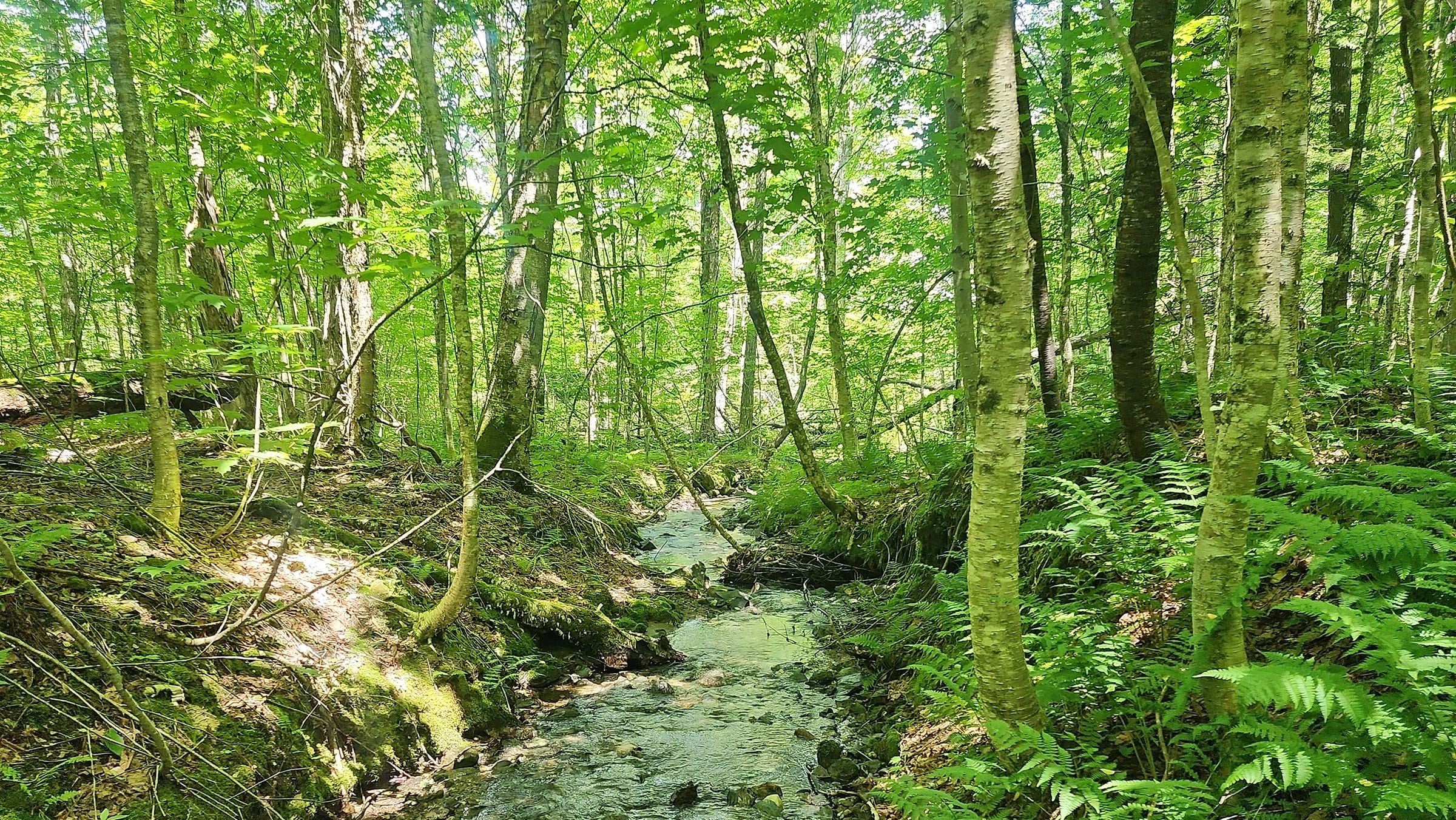 Over 1,200 acres of forest in northern Green Mountains conserved