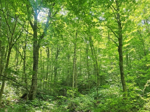 Younger forest with vigorous growth. Belvidere, Eden, Vermont. northern Green Mountains.